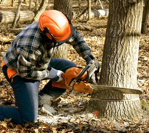 Tree Removal in Gordon, PA
